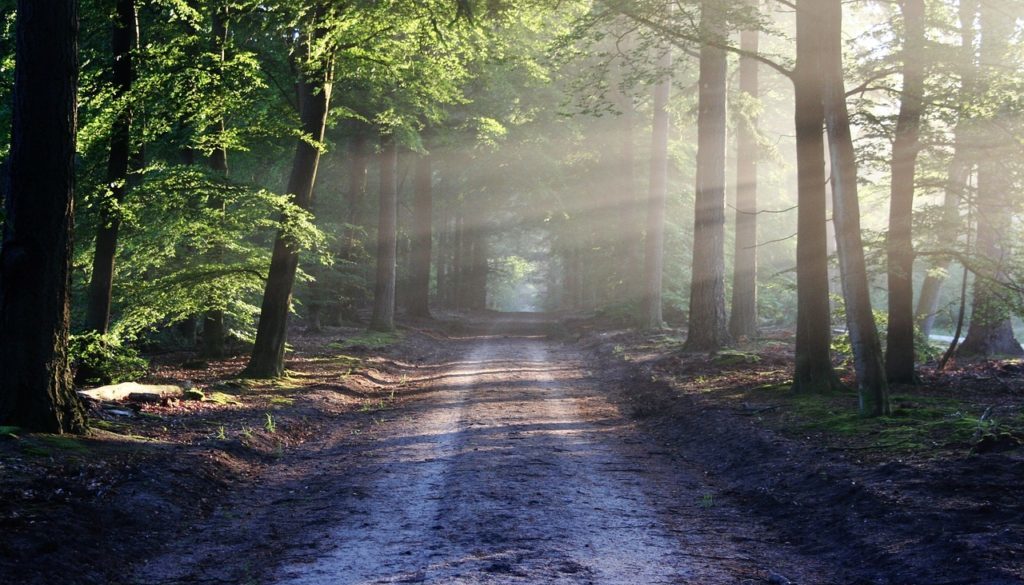 Investieren in Holz und Wald –  ist dies eine interessante Alternative für Dich ?