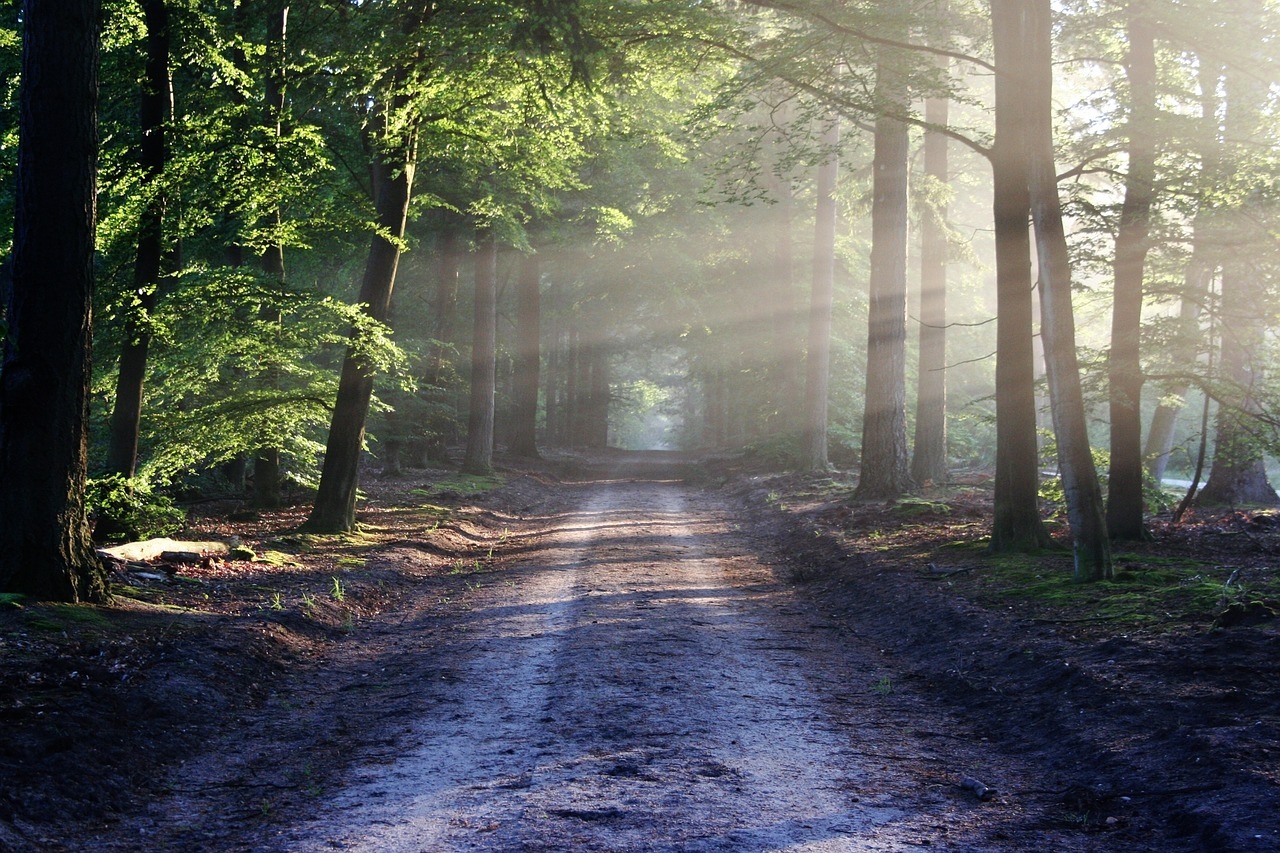 Investieren in Holz Investieren in Holz und Wald – ist dies eine interessante Alternative für Dich ?